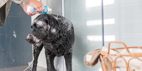 En person häller vanligt schampo till hund över en blöt, svart labrador i en dusch.