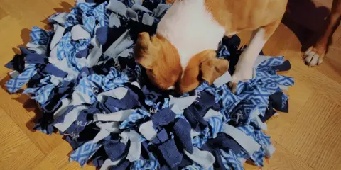En brunvit hund nosar ivrigt i en blå aktivitetsmatta hund, gömd godis väntar på att hittas.
