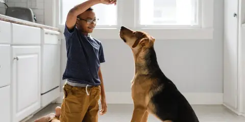 En pojke tränar sin hund, som sitter uppmärksamt och väntar på en godbit. Hundars beteende är fascinerande att observera.