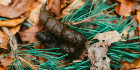 Hundbajs med blod på marken bland höstlöv och barr. En oroväckande syn som tyder på att hunden bajsar blod.