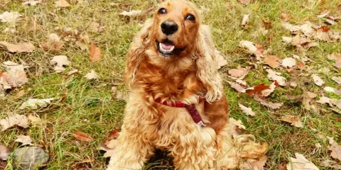 En glad cocker spaniel med lockigt, gyllene päls sitter i gräset bland höstlöv. Dess glada uttryck visar verkligen cocker spaniel temperament.