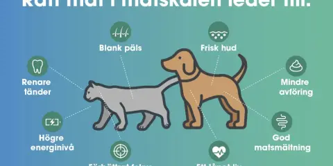 Hundens skin and coat blir blank och fin med rätt mat. Även frisk hud, god matsmältning och ett långt liv.