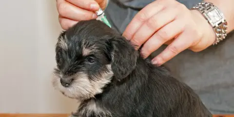En veterinär ger en 12 veckor gammal valp vaccination.