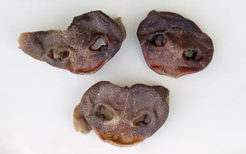 Torkade grisnäsor, perfekta att laga mat till hund. En naturlig och tuggvänlig godsak.