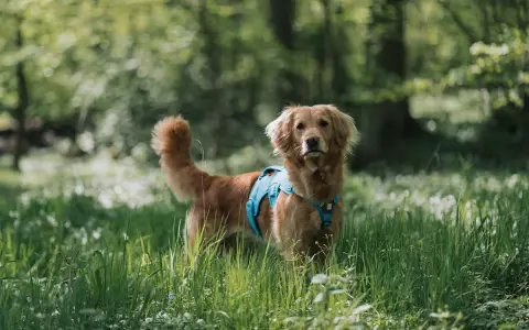 En vacker golden retriever med blå sele står i en grönskande skog. Hundens vänliga blick och mjuka päls visar typiska golden retriever egenskaper.