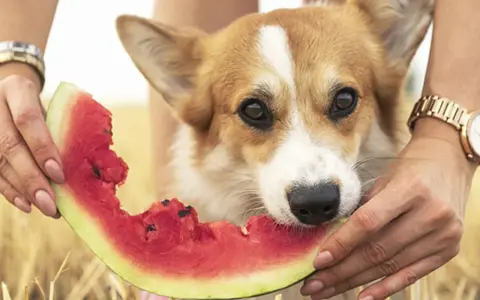En söt corgi njuter av en saftig bit vattenmelon, hållna av två händer. En härlig vattenmelon hund-stund i solen.