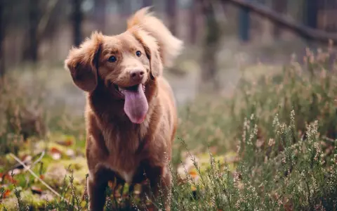 En glad tollare med tungan ute står i skogen bland ljung. En riktig fodax-hund redo för äventyr.