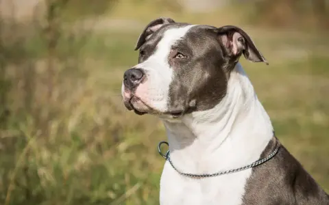 En ståtlig amstaff med ett silverfärgat halsband blickar ut över ett fält.