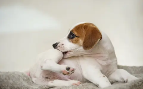 En söt Jack Russell-valp som kliar sig, kanske på grund av loppor. Hunden ligger på en mjuk filt.