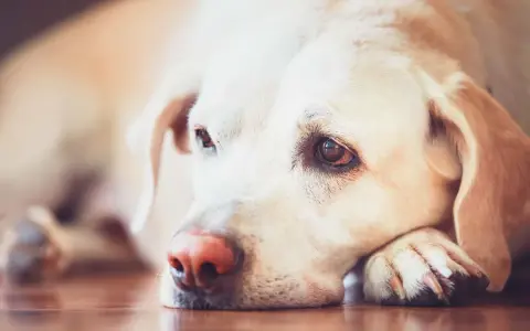 En trött hund med leishmania vilar huvudet på tassen.