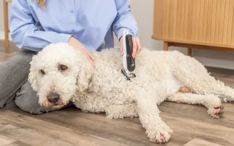 En person klipper en vit, lockig hund med en klippmaskin. Hunden ligger lugnt på golvet.