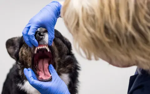 En veterinär undersöker en hunds mun. Hunden verkar ha dålig andedräkt, hund luktar illa i munnen.
