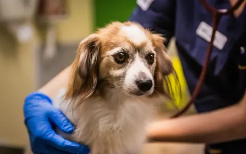 En veterinär undersöker en hund som verkar vara magsjuk. Hunden har en orolig blick och hålls varsamt av veterinären.