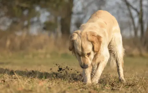 Golden retriever gräver i jorden, kanske letar efter något spännande. Bilder på mask hos hund kan vara svåra att hitta, men här ser vi en hund som aktivt undersöker marken.