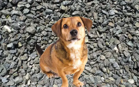 En söt liten pica hund sitter på grus.