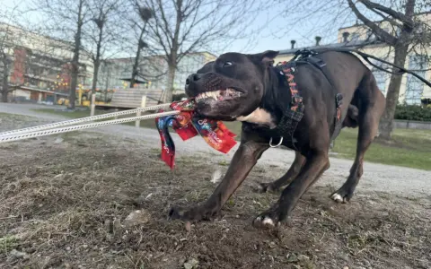 En glad hund kämpar med sin kampleksak i en park i Sverige.