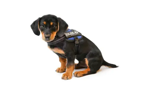 Söt valp med k9 koppel sitter på vit bakgrund.