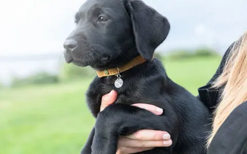 Svart labradorvalp med ett brunt koppel och en silverfärgad bricka.