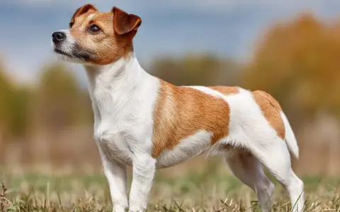 En alert jack russell står i gräset, med blicken fäst mot horisonten.