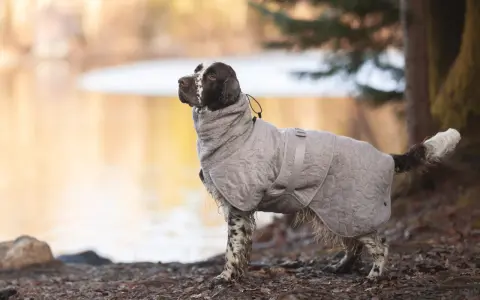 En brun-vit hund i en grå grisknorr-täcke står vid en sjö.