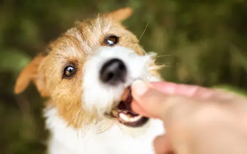 En söt lakrits hund får en godbit från en hand.