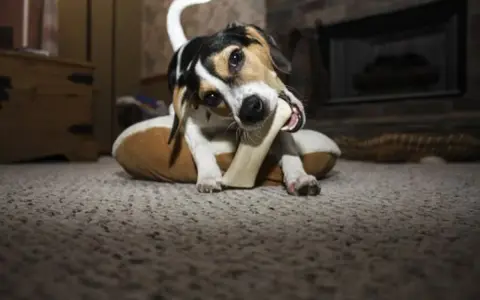 En hund njuter av ett 2pets tuggben på sin bädd.