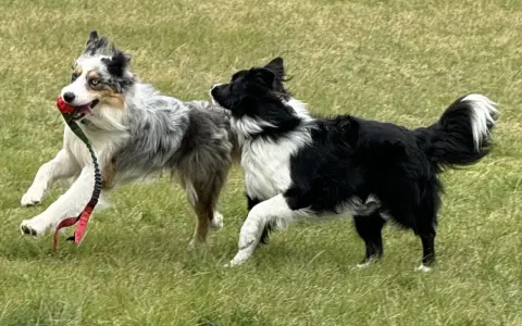 Två border collies leker glatt i gräset, en med en röd boll i munnen. Deras lekfulla energi visar verkligen border collie temperament.