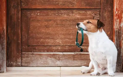 En terrier sitter framför en sliten trädörr och håller ett grönt halsband i munnen, redo för en promenad.