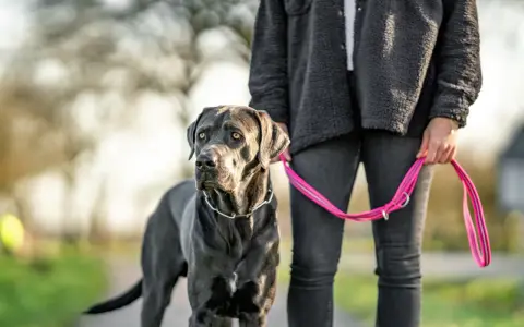 Stor grå hund med ett silverfärgat halsband står bredvid en person som håller ett rosa läderkoppel hund.