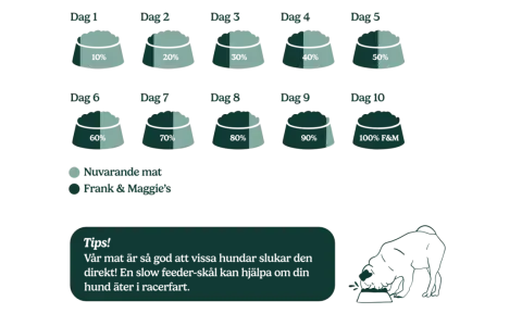 Stegvis guide för att byta foder hund, från 10% nytt foder dag 1 till 100% dag 10. En hund äter ur en matskål.