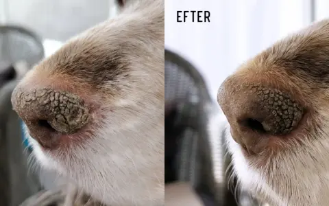 Före och efter-bilder på en hunds nos. Före är en torr, sprucken nos. Efter är en mjukare, friskare nos.