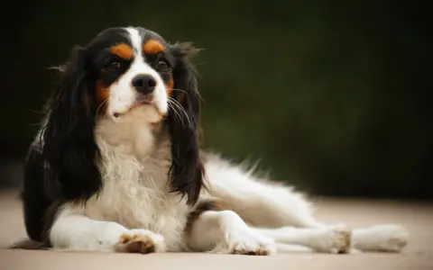 En Cavalier King Charles Spaniel vilar utomhus. Rasen är känd för vissa cavalier king charles spaniel sjukdomar, men denna hund ser frisk ut.