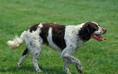 En brun-vit fågelhund raser springer på en grön gräsmatta.
