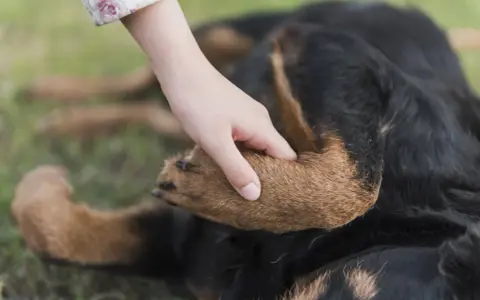 En hand vilar på en hunds tass. Hunden, en rottweiler, ligger på gräset.