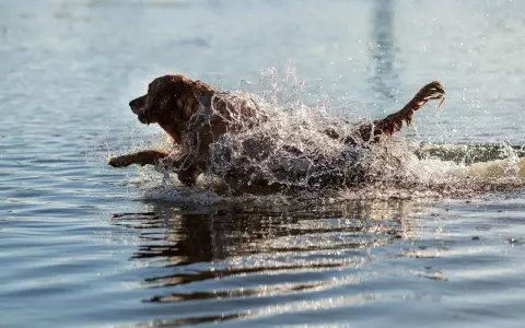 En brun hund plaskar genom vattnet, dess päls blöt och stänkande. En bild av ren glädje och ett **standardt immun** system i full aktion.