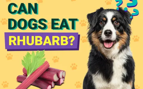 En hund undrar om rabarber är säkert att äta.