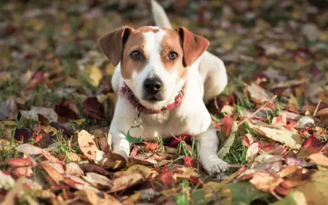 En dansk-svensk gårdshund ligger i höstlöv. Inga problem här, bara en söt hund som njuter av hösten.