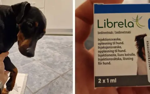 En liten hund med mörkt päls och brun nos. Bredvid syns en förpackning med Librela, en injektion mot artros hos hund.