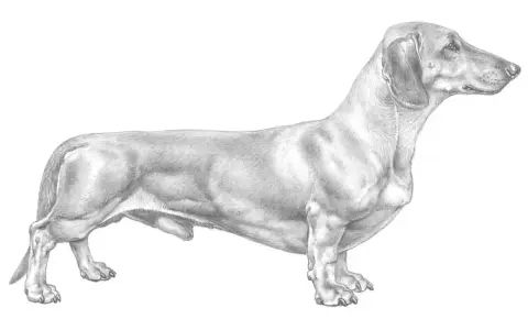 Teckning av en tax med lång kropp och korta ben. Hunden står i profil, redo för en promenad.