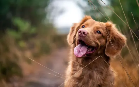 En brun hund med tungan ute, som andas snabbt, tittar uppåt i en grön och brun miljö.