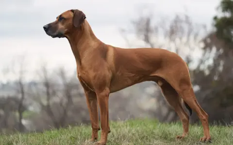 En ståtlig rhodesian ridgeback står på en grönskande kulle, redo för äventyr.