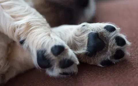 En söt valp vilar sina tassar. En av dem verkar lite öm, kanske en hund haltar.