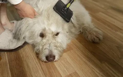 En person borstar en vit hund för att ta bort underull. Hunden ligger på ett trägolv.