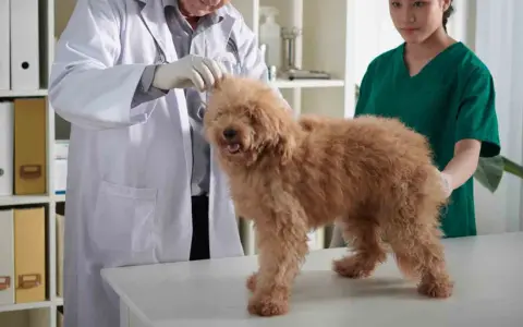 Veterinär undersöker en hund med misstänkt trakealkollaps. Hunden är brun och fluffig, står på ett undersökningsbord.