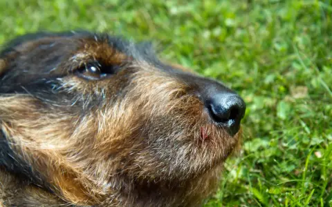 En hund med ett litet sår på nosen, kanske efter ett ormbett. Hunden ligger i gräset.