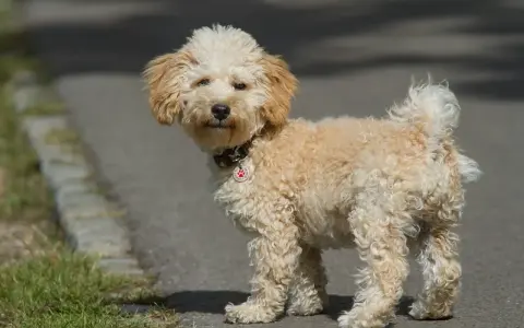 En söt cavapoo med lockig päls står på en asfalterad stig. Dess cavapoo storlek är perfekt för en lekfull följeslagare.