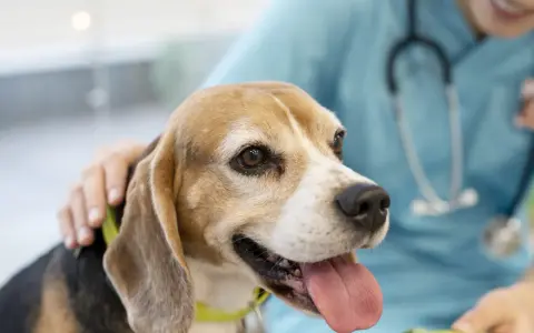 En beagle med kolit hund får tröst av en veterinär.