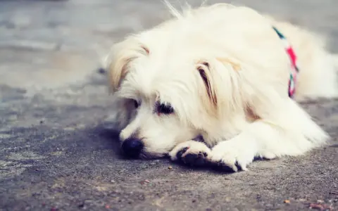En fluffig, vit hund med en färgglad halsduk ligger uttråkad på marken.