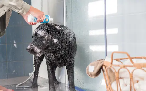 En person häller vanligt schampo till hund över en blöt, svart labrador i en dusch.