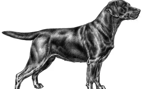 Svart labrador i profil, tecknad med detaljerad päls och muskulatur. En vacker illustration som visar en sund labrador vikt.